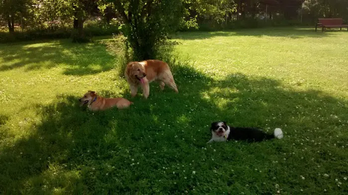Best Friends Dog Park 1
