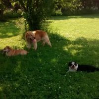 Best Friends Dog Park ico