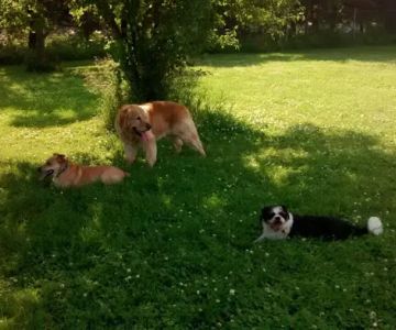 Best Friends Dog Park