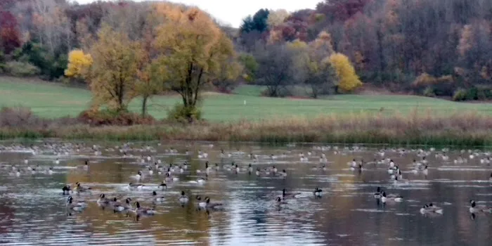 Indian Lake Dog Park 5