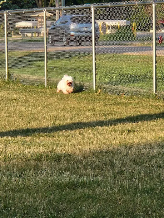 Winneconne Dog Park 4