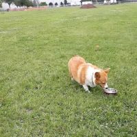 Neenah Dog Park ico