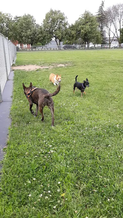 Neenah Dog Park 5