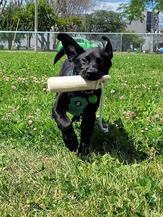 Neenah Dog Park 10