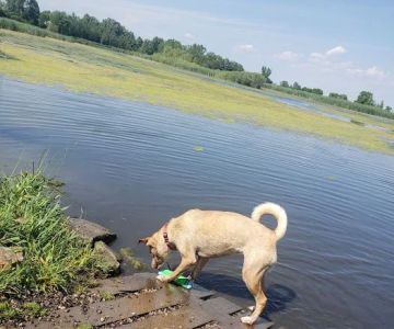 Kaukauna Dog Park