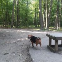 Brown County Dog Park ico