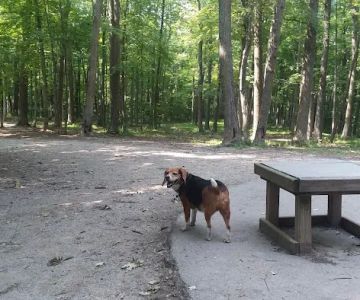 Brown County Dog Park