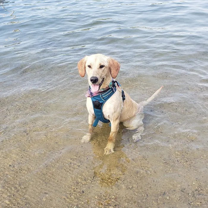 Devil's Lake Pet Swim Area 10