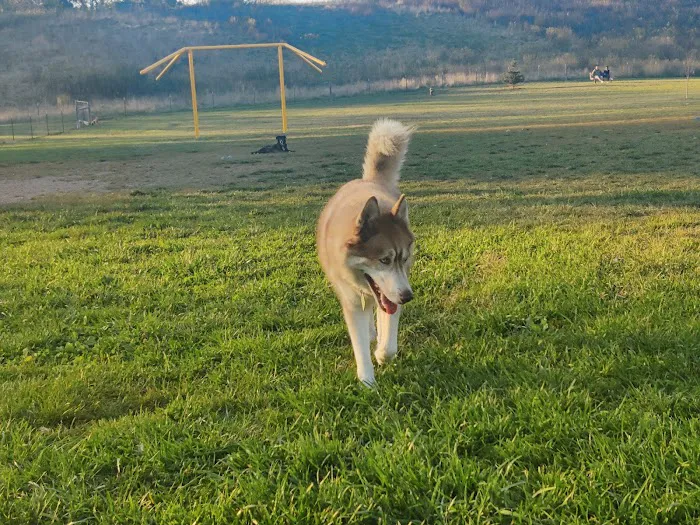 Liston Dog Park 6