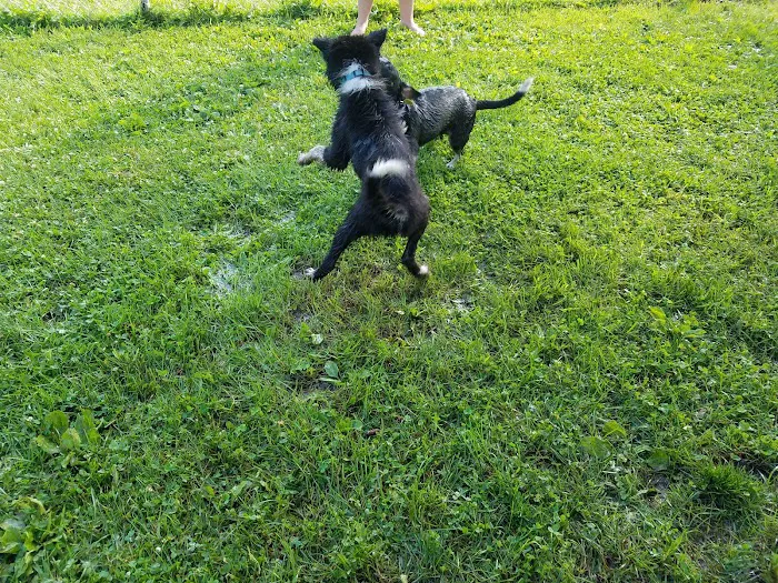 Liston Dog Park 2