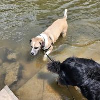 Liston Dog Park ico