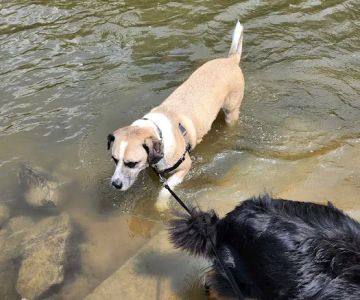 Liston Dog Park