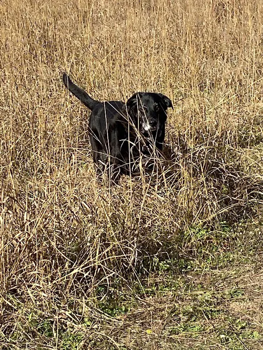 Spring Green Dog Park 2