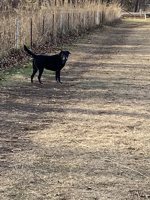 Spring Green Dog Park 3