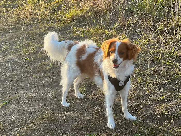 Spring Green Dog Park 1