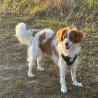Spring Green Dog Park ico