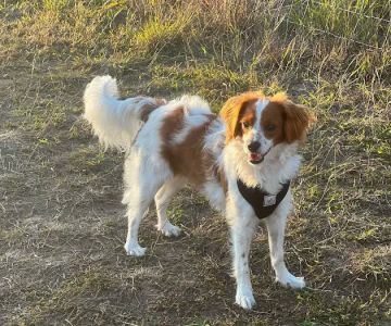 Spring Green Dog Park