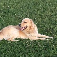 Mossakowski Family Dog Park ico