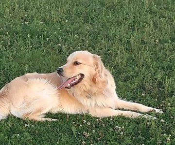 Mossakowski Family Dog Park