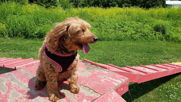 Mossakowski Family Dog Park 6