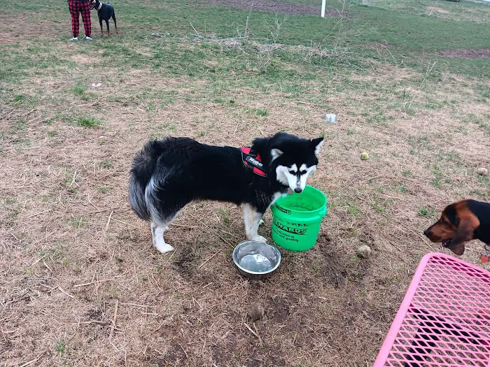 Mossakowski Family Dog Park 10