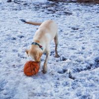 Howard Dog Park ico