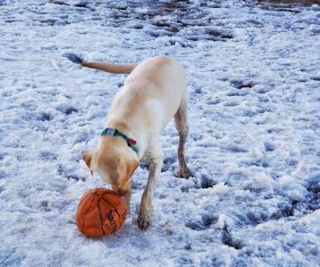 Howard Dog Park