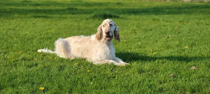Howard Dog Park 2