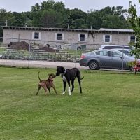 Fritz Port Dog Park ico