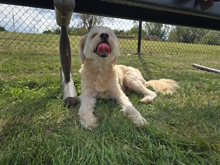 Mauston Dog Park 4