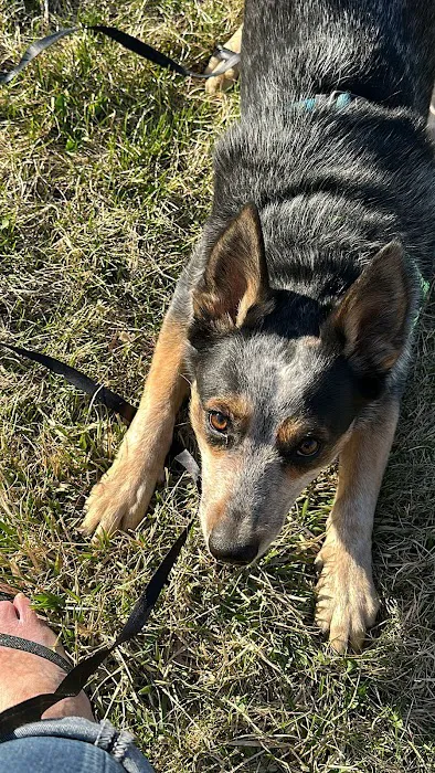 Mauston Dog Park 1