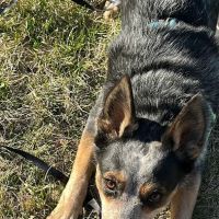 Mauston Dog Park ico