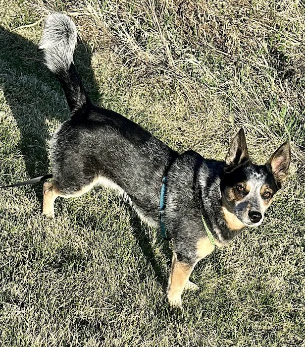 Mauston Dog Park 3