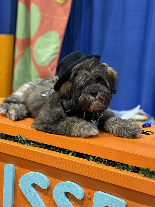 Zoomies 9
