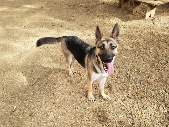 Ervan Chew Dog Park 4