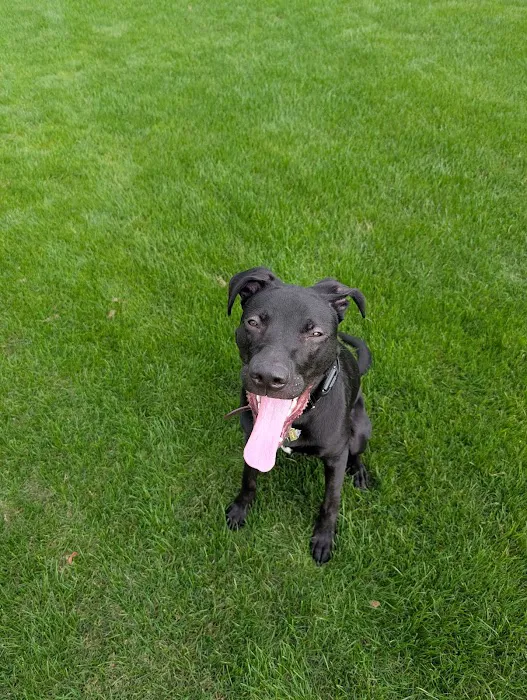 Ervan Chew Dog Park 6