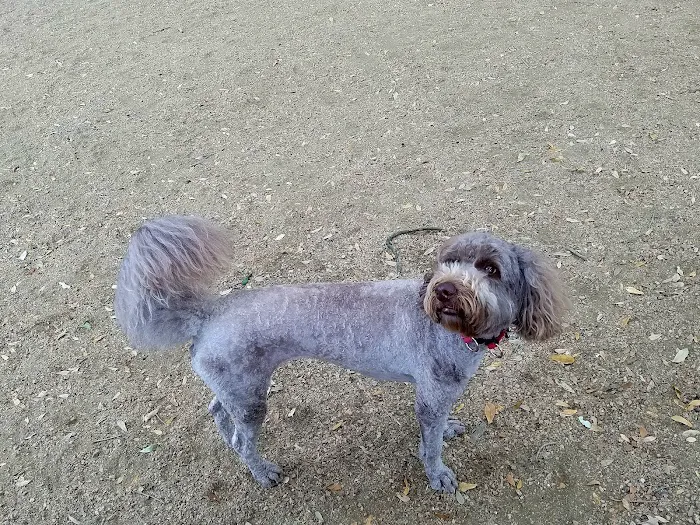 Ervan Chew Dog Park 3