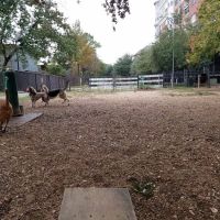 Ervan Chew Dog Park ico
