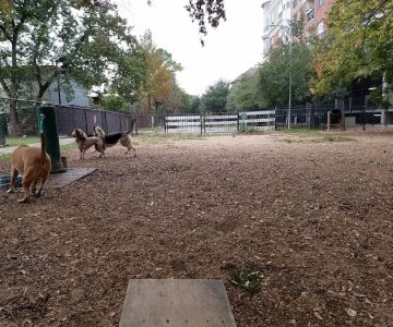 Ervan Chew Dog Park