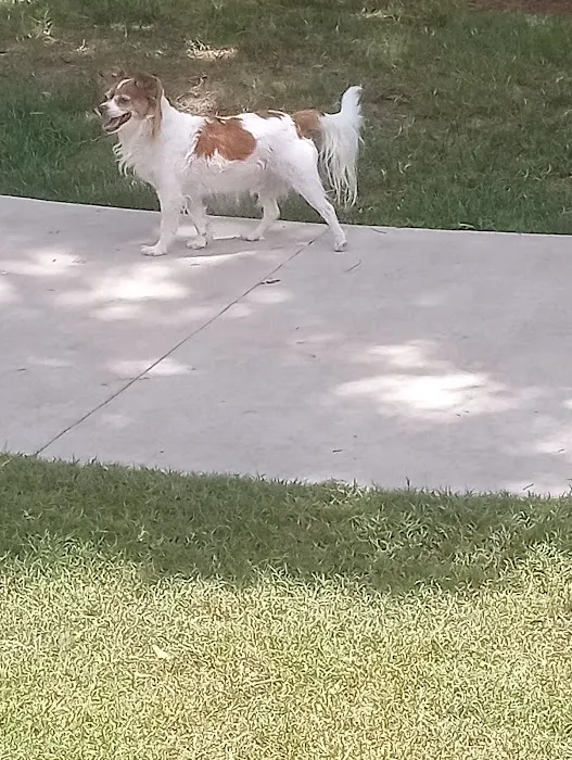 McWilliams Dog Park 4