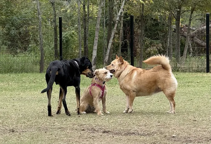 McWilliams Dog Park 7
