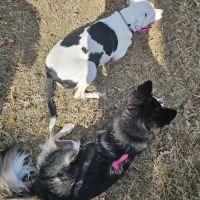 McWilliams Dog Park ico