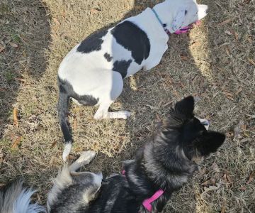 McWilliams Dog Park
