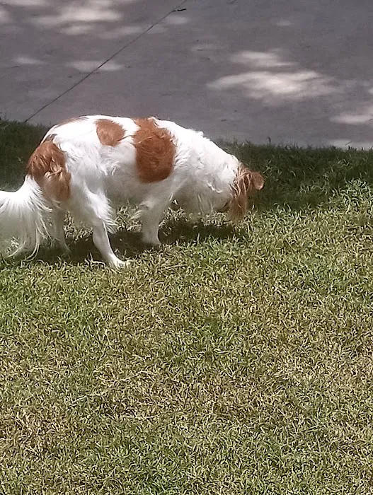 McWilliams Dog Park 5