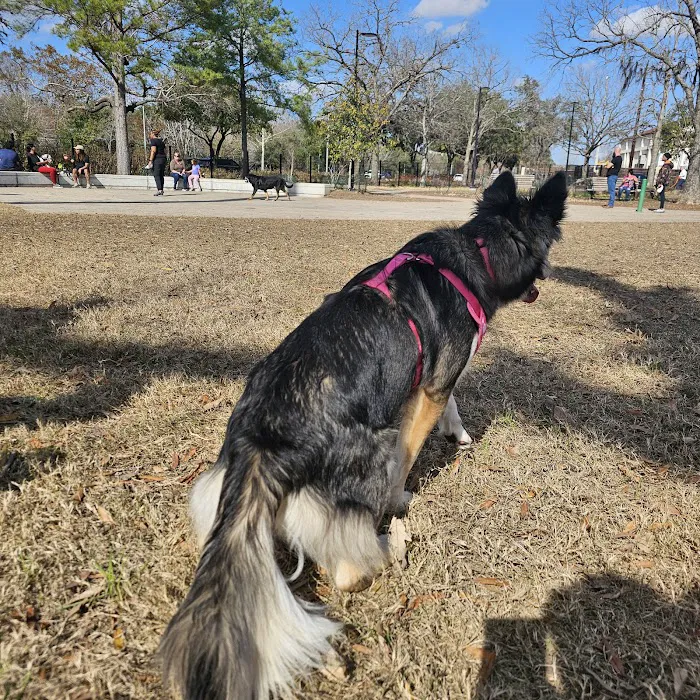 McWilliams Dog Park 2
