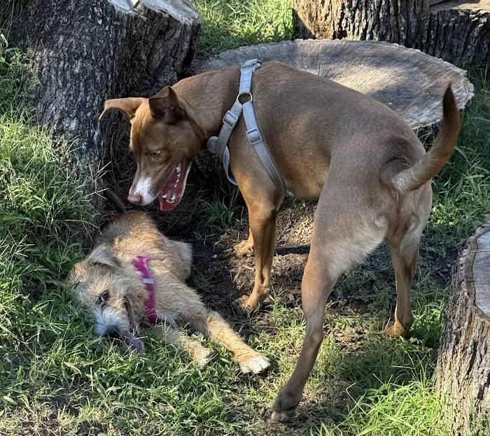 McWilliams Dog Park 10