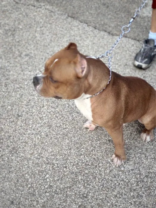 Bark Park 5