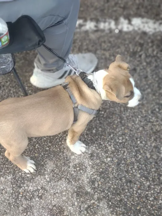 Bark Park 10