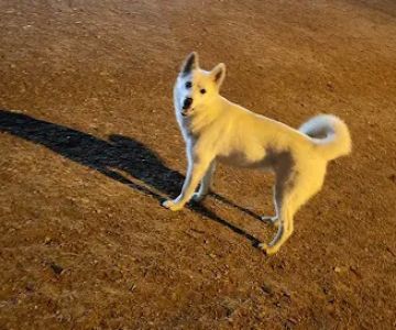 Bark Park
