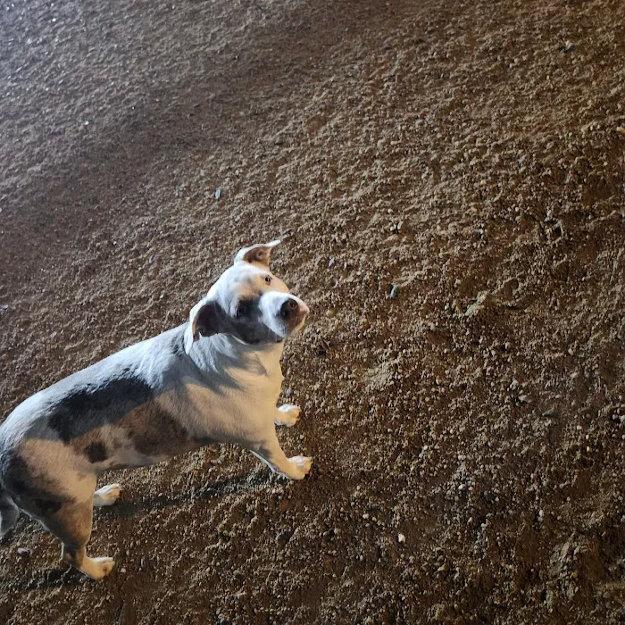 Bark Park 7